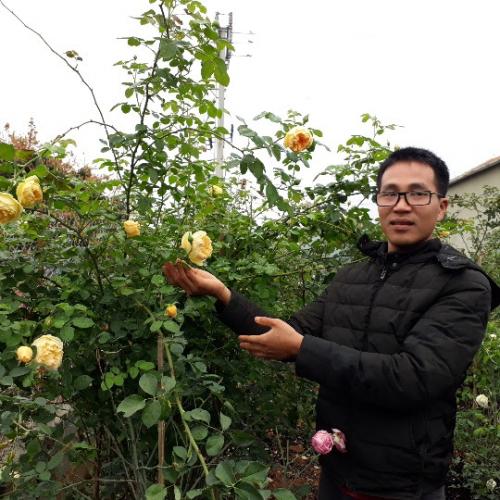 Kiếm trăm triệu mỗi năm nhờ kỹ thuật nhân giống hoa hồng ngoại