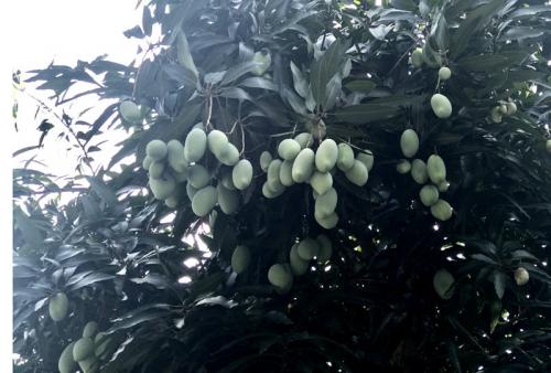 Chuyện hiếm có trên phố Hà Nội: Xoài trĩu quả khắp vỉa hè