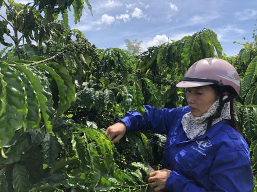 Gia Lai: Vợ chồng nông dân mày mò làm cà phê sạch, kiếm hơn 1 tỷ đồng/năm